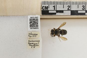 Media type: image;   Entomology 788831 Aspect: Labels